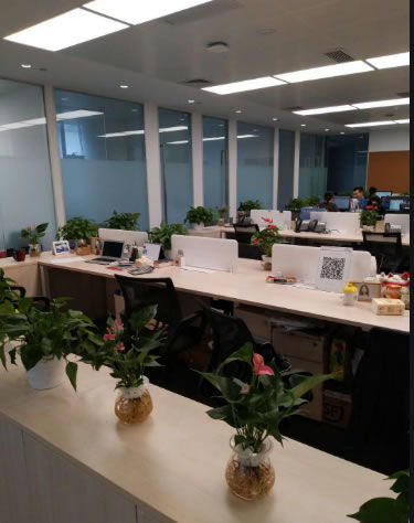 綠植租擺 為您的空間注入綠色活力——上海蔚森園林咨詢服務